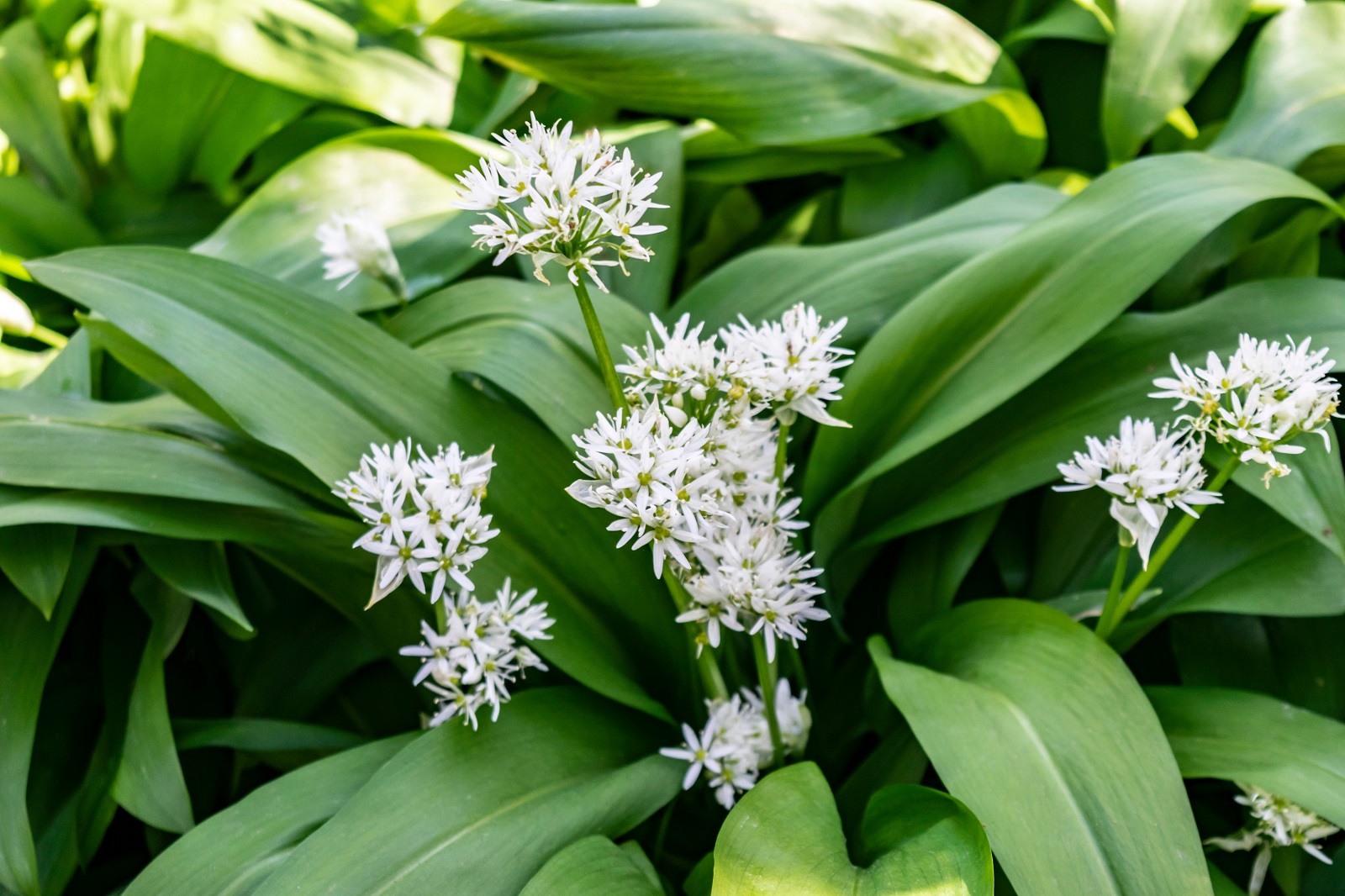 Ail des ours. © O de R., Adobe Stock